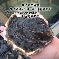 画像3: 熊本天草産　天領岩牡蠣 (3)