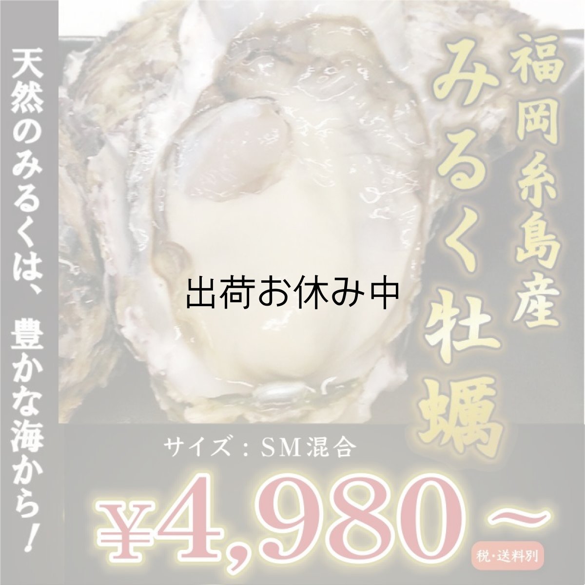 画像1: 福岡糸島産　みるく牡蠣 (1)