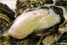 画像2: 北海道サロマ湖産　生食用牡蠣（むき身／殻付） (2)