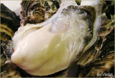 画像3: 北海道サロマ湖産　生食用牡蠣（むき身／殻付） (3)