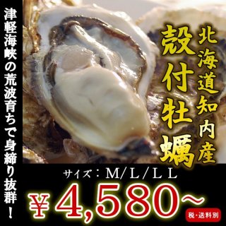北海道知内産 殻付牡蠣を産地直送／海鮮直送 旨い！牡蠣屋
