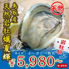 画像1: 鳥取産　天然岩牡蠣「夏輝」 (1)