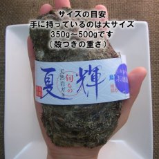 画像3: 鳥取産　天然岩牡蠣「夏輝」 (3)