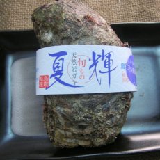 画像6: 鳥取産　天然岩牡蠣「夏輝」 (6)