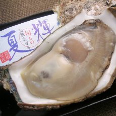 画像2: 鳥取産　天然岩牡蠣「夏輝」 (2)