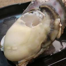 画像8: 鳥取産　天然岩牡蠣「夏輝」 (8)