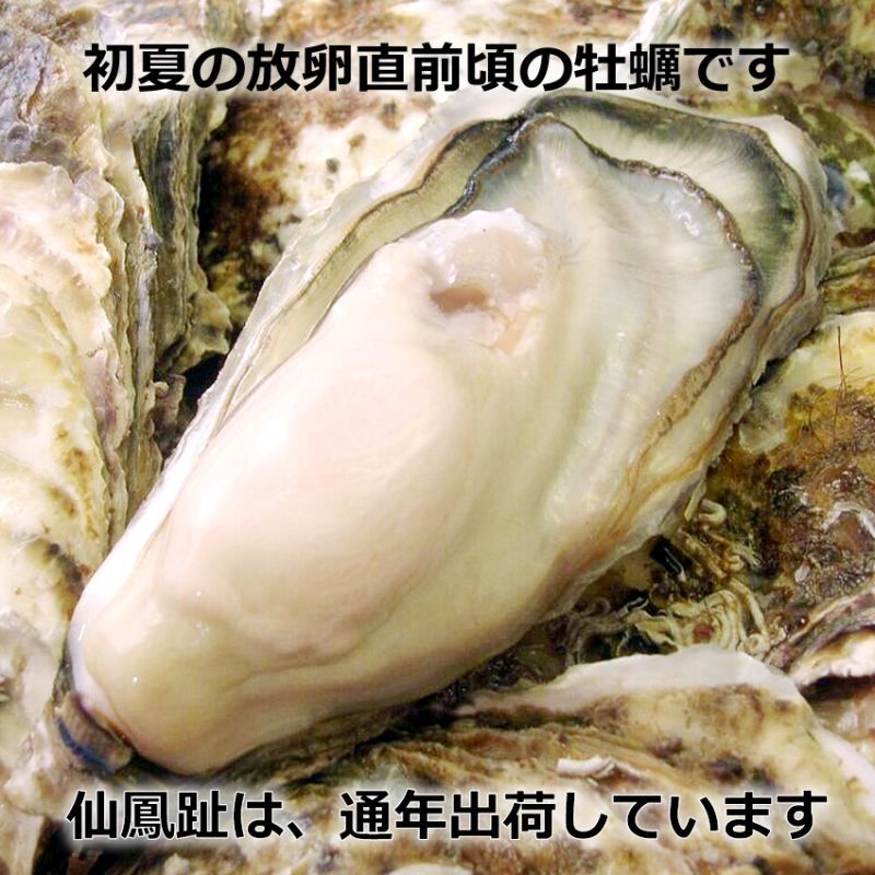 殻付き牡蠣（生食用）北海道仙鳳趾名産「昆布の森の牡蠣」<br> Lサイズ 小箱4.5Kg（約20個）1個→約200〜250g